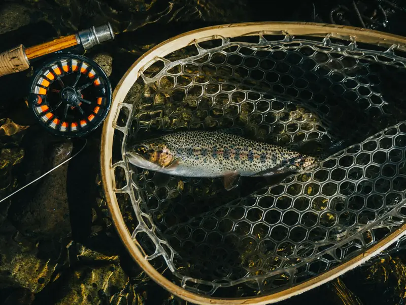 A brown trout resting in a landing net